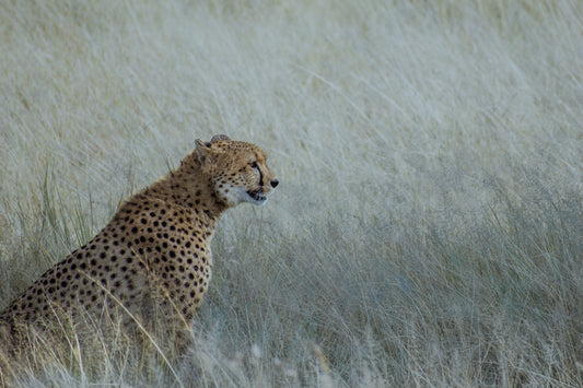 Manchas sobre sabana