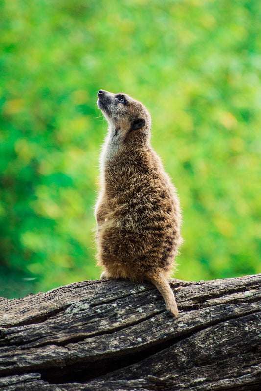 Suricata iluminada